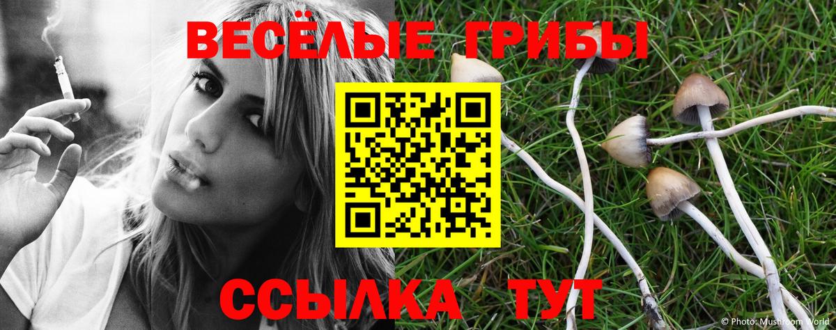 Галлюциногенные грибы Psilocybe Ачхой-Мартан